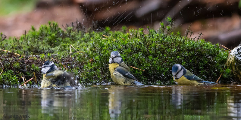 Eurasian Blue Tit - Pimpelmees - Cyanistes caeruleus