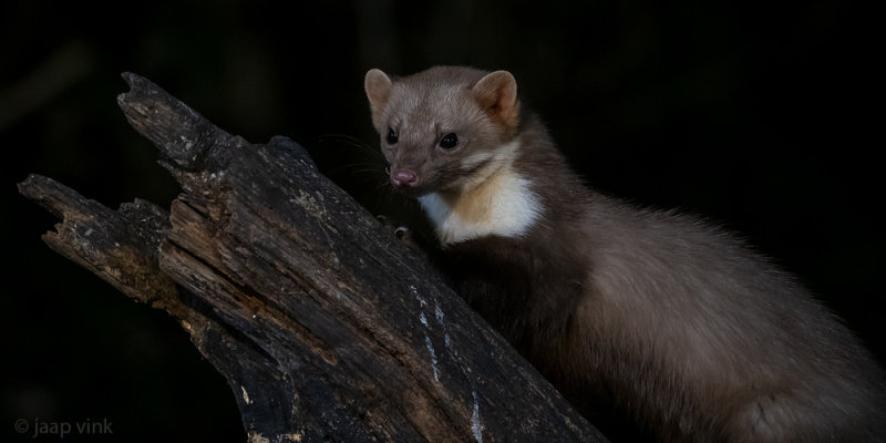 Beech Marten - Steenmarter - Martes foina