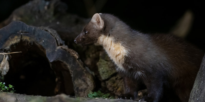 European Pine Marten - Boommarter - Martes martes