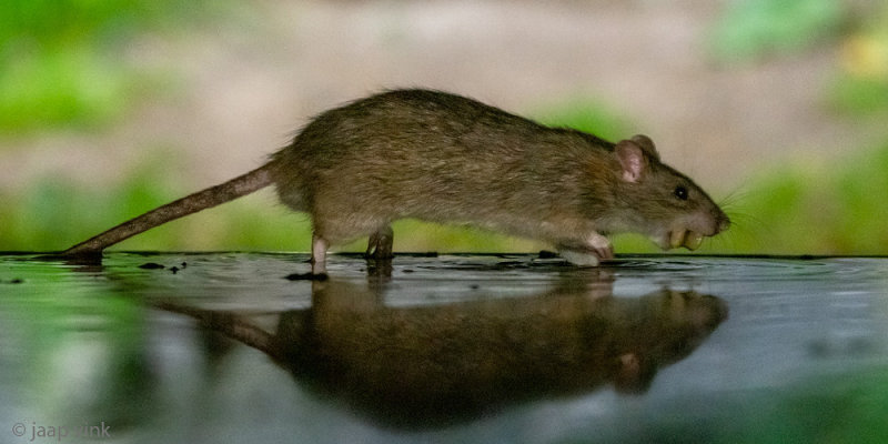 Brown Rat - Bruine Rat - Rattus norvegicus