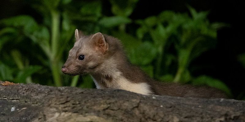 Beech Marten - Steenmarter - Martes foina