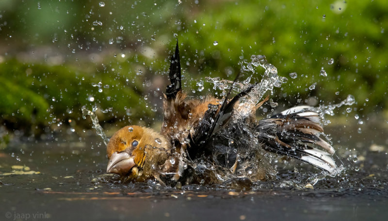 Hawfinch - Appelvink - Coccothraustes coccothraustes