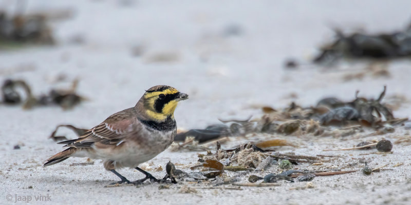 Shore Lark - Strandleeuwerik - Eremophila alpestris
