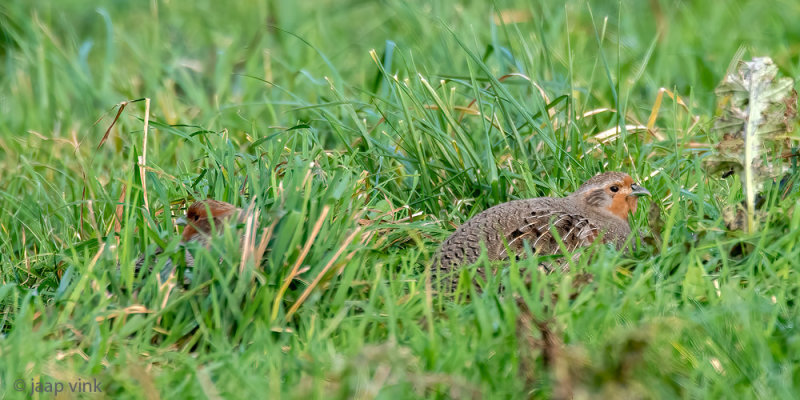 Partridge - Patrijs -Perdix perdix