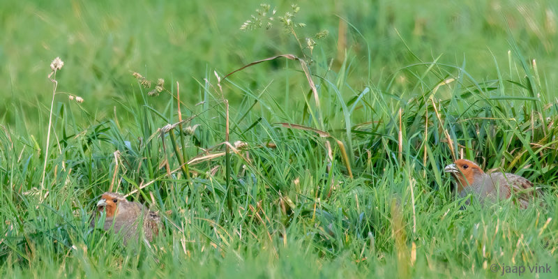 Partridge - Patrijs -Perdix perdix