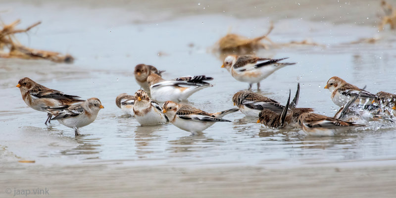 Snow Bunting - Sneeuwgors - Plectrophenax nivalis