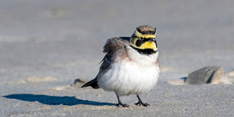 Shore Lark - Strandleeuwerik - Eremophila alpestris