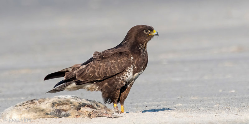 Common Buzzard - Buizerd - Buteo buteo