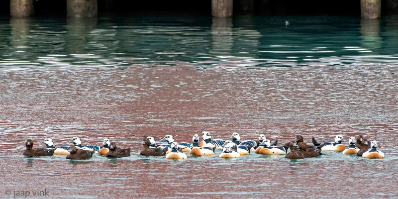 Stellers Eider - Stellers Eider - Polysticta stelleri