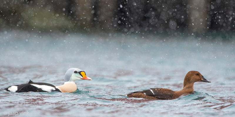King Eider - Koningseider - Somateria spectabilis