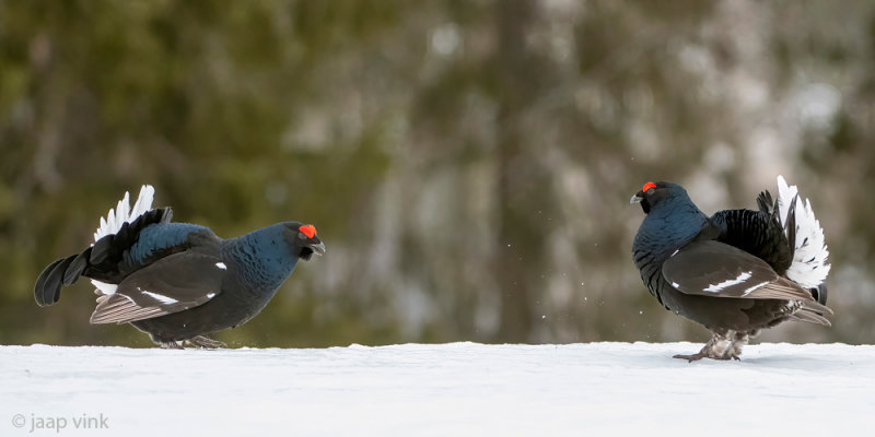 Black Grouse - Korhoen - Lyrurus tetrix