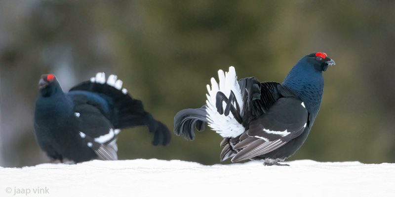 Black Grouse - Korhoen - Lyrurus tetrix