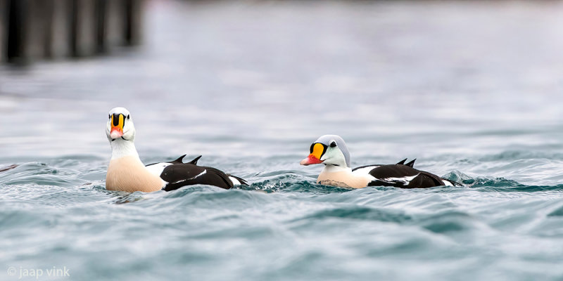 King Eider - Koningseider - Somateria spectabilis