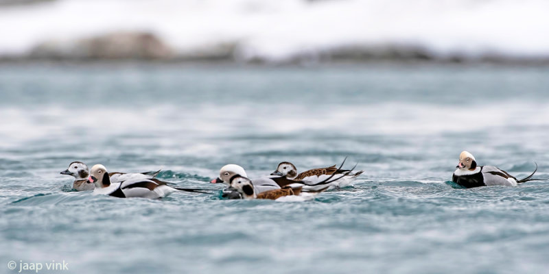 Long-tailed Duck - IJseend - Clangula hyemalis