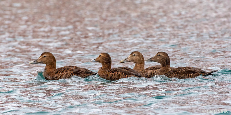 Common Eider - Eider - Somateria mollissima
