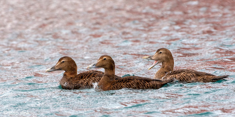 Common Eider - Eider - Somateria mollissima