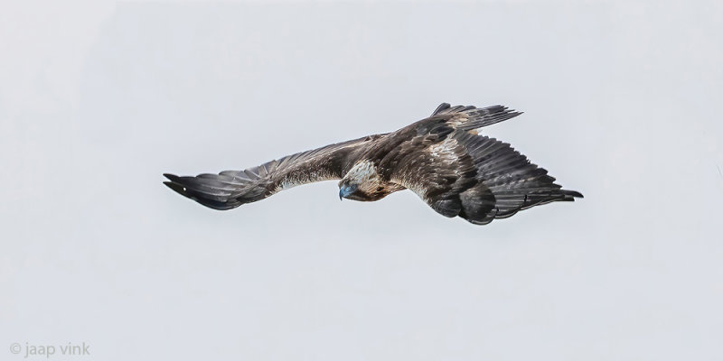 Golden Eagle - Steenarend - Aquila chrysaetos