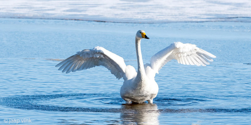 Whooper Swan - Wilde Zwaan - Cygnus cygnus