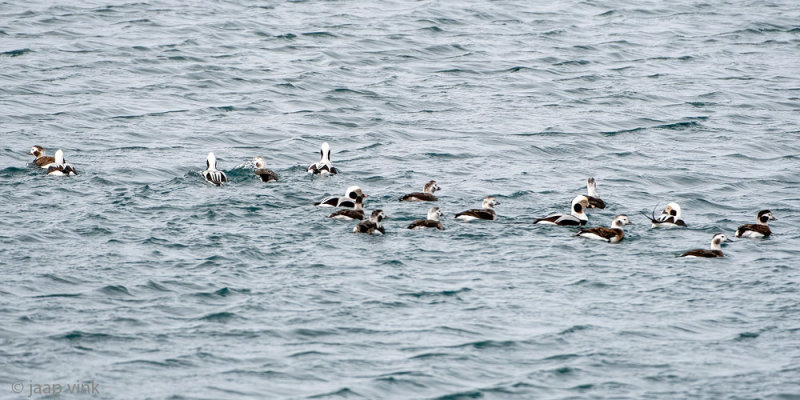 Long-tailed Duck - IJseend - Clangula hyemalis