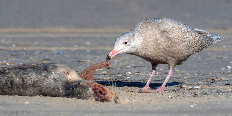 Glaucous Gull - Grote Burgemeester - Larus hyperboreus