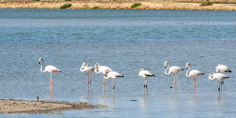 Greater Flamingo - Europese Flamingo - Phoenicopterus roseus