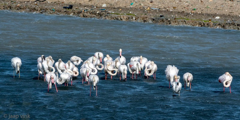 Greater Flamingo - Europese Flamingo - Phoenicopterus roseus