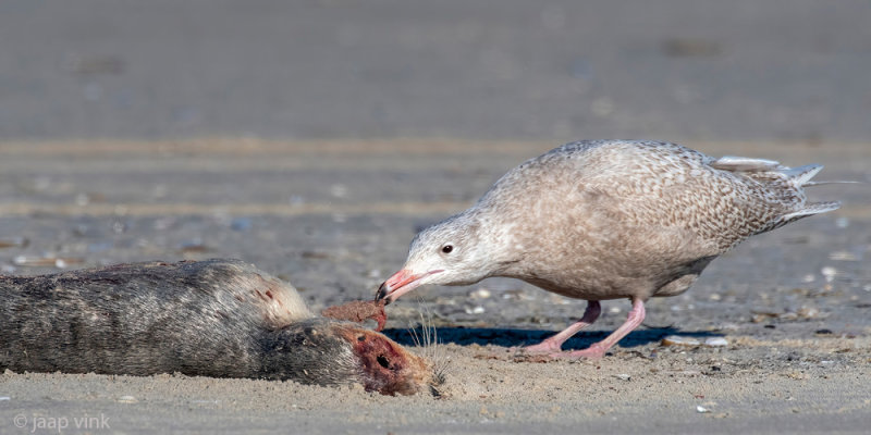 Glaucous Gull - Grote Burgemeester - Larus hyperboreus