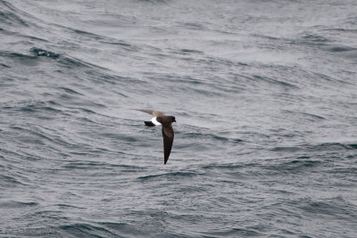 Black-bellied Storm-petrel - Zwartbuikstormvogeltje - Fregetta tropica