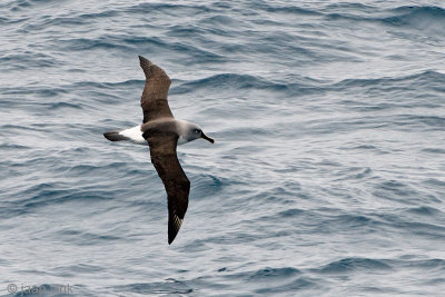Grey-headed Albatross - Grijskopalbatros - Thalassarche chrystostoma