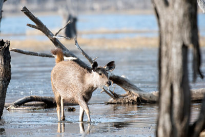 Sambar Deer - Sambar - Rusa unicolor