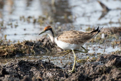 Pheasant-tailed Jacana - Waterfazant - Hydrophasianus chirurgus