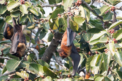 Greater Short-nosed Fruit Bat - Kortneusvleerhond - Cynopterus sphinx