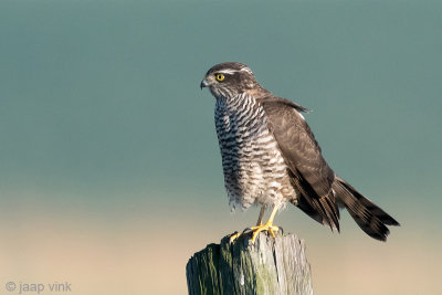 Sparrowhawk - Sperwer - Accipiter nisus