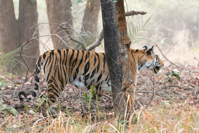 Tiger - Tijger - Panthera tigris