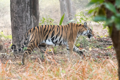 Tiger - Tijger - Panthera tigris