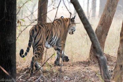 Tiger - Tijger - Panthera tigris