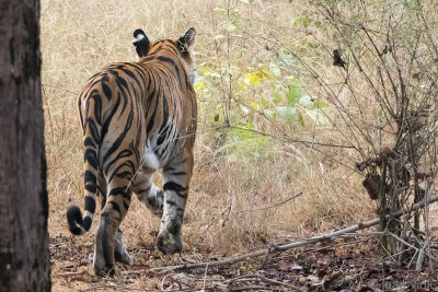 Tiger - Tijger - Panthera tigris