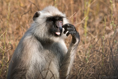 Gray Langur - Gewone Hoelman - Semnopithecus entellus