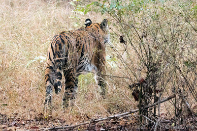 Tiger - Tijger - Panthera tigris