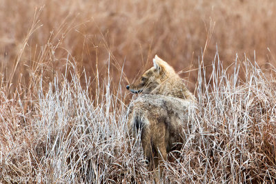 Golden Jackal - Goudjakhals - Canis aureus