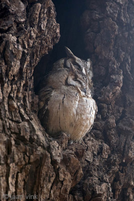 Indian Scops Owl - Indische Dwergooruil - Otus bakkamoena