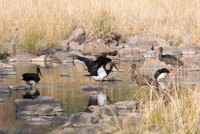 Black Stork - Zwarte Ooievaar - Ciconia nigra