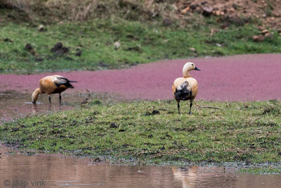 Ruddy Shelduck - Casarca - Tadorna ferruginea