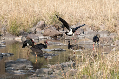 Black Stork - Zwarte Ooievaar - Ciconia nigra