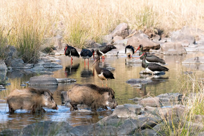 Black Stork - Zwarte Ooievaar - Ciconia nigra