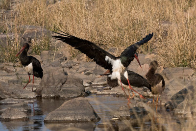 Black Stork - Zwarte Ooievaar - Ciconia nigra