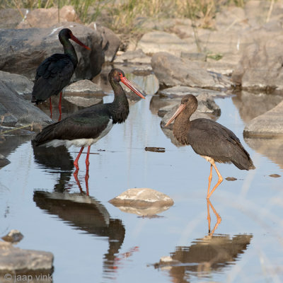 Black Stork - Zwarte Ooievaar - Ciconia nigra