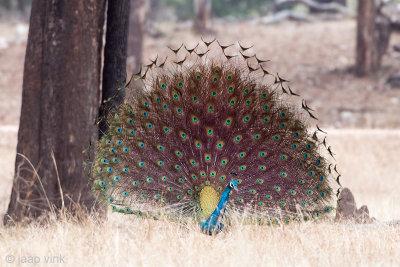 Indian Peafowl - Pauw - Pavo cristatus 