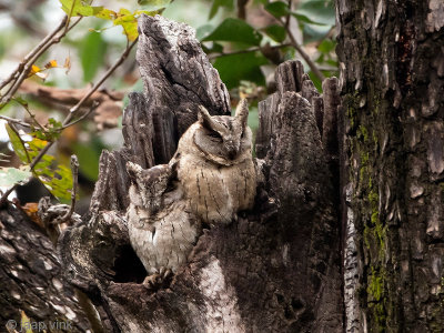 Indian Scops Owl - Indische Dwergooruil - Otus bakkamoena