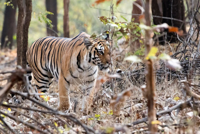 Tiger - Tijger - Panthera tigris